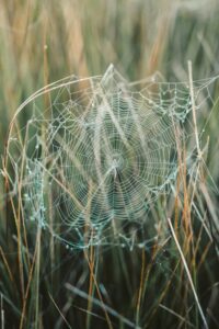 Spider web in grass with morning dew illustrating the body–mind connection and how multiple processes occur at once
